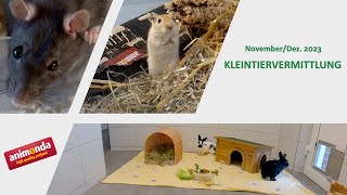 Kleintiervermittlung - November/Dezember 2023 (Tierheim Hannover TV)