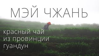 Красный чай Мэй Чжань Чаочжоу. Производство чая. Плантации чая. Красивые виды природы.Podarkivostoka