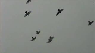 DVD15 - Roller Pigeons - NBRC Convention 1987 (2)