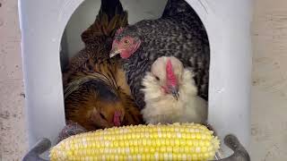 Three Broody Hens Eating Corn Together In The Laybox