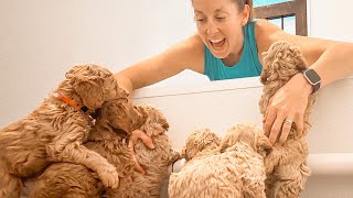 New Beginnings for Mini Goldendoodle Puppies: The Nursery Adventure Begins