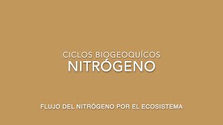 Ciclo del Nitrógeno