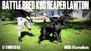 BATTLE BRED K9'S REAPER LAWTON AT 11 MONTHS OLD!!!