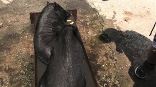 У Вьетнамских хрюшек курорт))) Vietnamese pigs have a resort)))