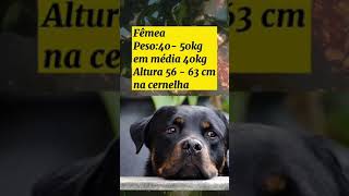 Rottweiler                       Cão