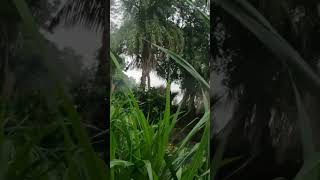 Harmony of Elements Raindrops and Thunderous Serenity  a Village's Natural Symphony #asmr #natural