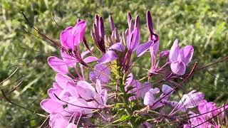 Bees on Flowers-Shepherdsville Ky-9/10/2024