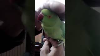 #talkingparrot #mitthu #parrot  #indianringneck | Bolny Wala Tota | Dancing Parrot | Adorable Parrot