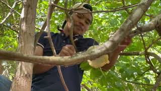 Natural Fruit & Eating Honey | ផ្លែខ្មៀស​ ជាផ្លែឈើម្យាងដែលអាចញាំបំបាត់ការហេវបាយបាន