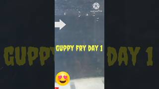 guppy fry day 1#shorts  #ytshorts #guppy