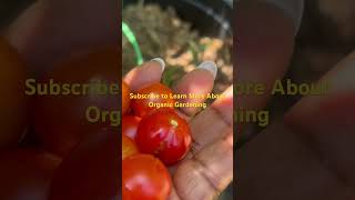 Can Tomatoes Be Harvested Before They Are Ripe, Without Losing Sweetness? #gardeningwithladycheryl