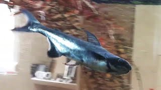 17 CENTIMETER FRESHWATER SHARK + GEOPHAGUS + SILVER SHARK