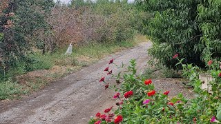 shendabad | جشنواره هلوی شند آباد شبستر