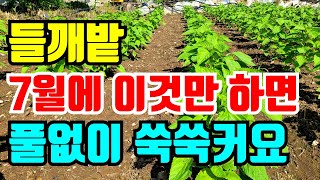 들깨 관리 7월에 이렇게만하면 들깨밭관리 쉬워요