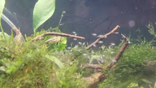 Apistogramma Cacatuoides Fry Mother Herding