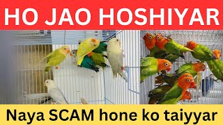 ho jao hoshiyar | NAYA SCAM hone ko taiyyar | lovebirds breeding business | October 7, 2024