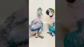 macaw parrot 🔥😱please subscribe my #youtube channel🥺🥺 #like #shorts  #khoussain #trending