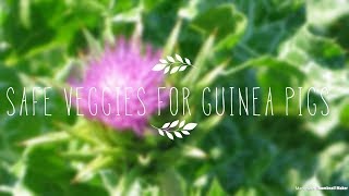 SAFE VEGGIES FOR GUINEA PIGS!🥒