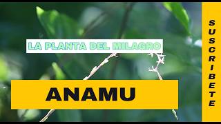 ANAMU LA PLANTA DEL MILAGRO