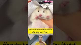 Chuột Hamster ham ăn và những khoảnh khắc đáng yêu - Phần 1