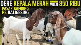 Mulai 850 RIBU ! DERE KEPALA MERAH !!! Kambing PE Pasar kambing PE Kaligesing.