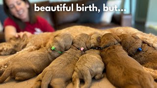 What Happens If My Goldendoodle Gives Birth 1 Day Late