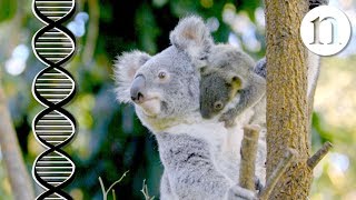 The koala code: Secrets of the koala genome