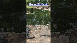 Crocodile Bank | #shorts  | Crocodile Bank | Chennai | Madras Crocodile Bank