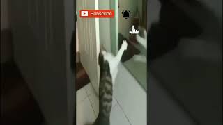 Kucing Joget2 di Cermin #Shorts