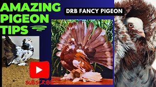 amazing pigeon tips | drb fancy pigeon