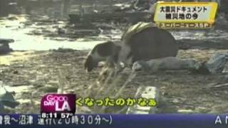 Dog Watches Over Pal After Japanese Tsunami