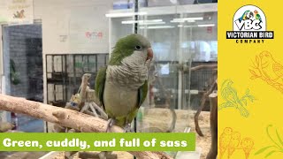 Hand-Reared Green Quaker Parrot | Victorian Bird Co