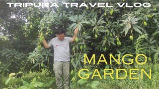 LARGEST MANGO GARDEN IN TRIPURA ON THE WAY TO DUMBUR LAKE @fmbru8477 @fmbruofficial6511