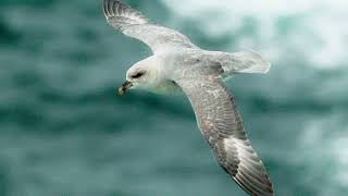 Facts About Fulmar