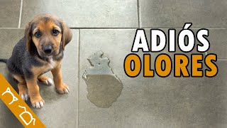 ¿Cómo Eliminar El Olor A Orina De Perro Y Gato Del Suelo? | 3 Remedios Caseros