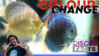 Why do discus fish change colour Breeding Behaviour || Discus Facts