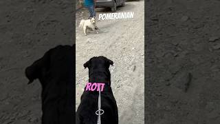 Etna chote Pomeranian😰aur Rottweiler😱control ho payga🚨⚠️#rottweiler #rowdyrotts #shortvideo