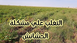 ثلاث اسباب لزيادة كفاءة مبيد الحشائش