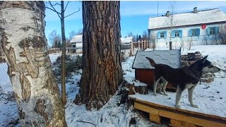 08.04.23. Гавриил Благовест. Гавриил и Василий. Традиции и запреты дня. Конфликт с соседом. Собаки.