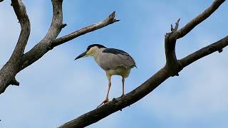 Black-crowned Night Heron In a Tree