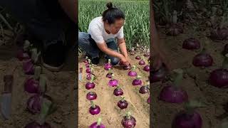 amazing farming