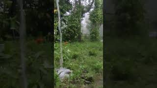 A #refreshing  Monsoon Day in the #Village with #Rain, #Thunder, and #Nature's Rejuvenation #asmr