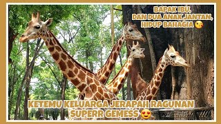 JERAPAH TAMAN MARGASATWA RAGUNAN 🦒 || DIRGAH, AYURI 70, JULANG, & TAZOO YANG LUCU 😍