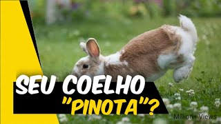 Seu COELHO Pinota no Ar?! | Ele está Feliz? | Binkies