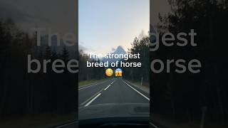 The strongest breed of horse 😳😱