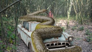 Anaconda Snake Bite in Real Life HD Video