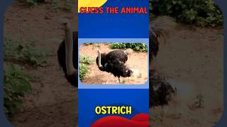 Guess the Animal Quiz | Can you guess the animal? part 3