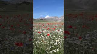 Fioritura Castelluccio