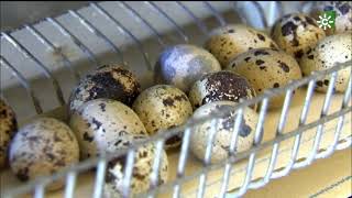 Huevos de gallina y codorniz de Oria, Almería