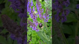 A Gardener: AN ADORABLE VISITOR!